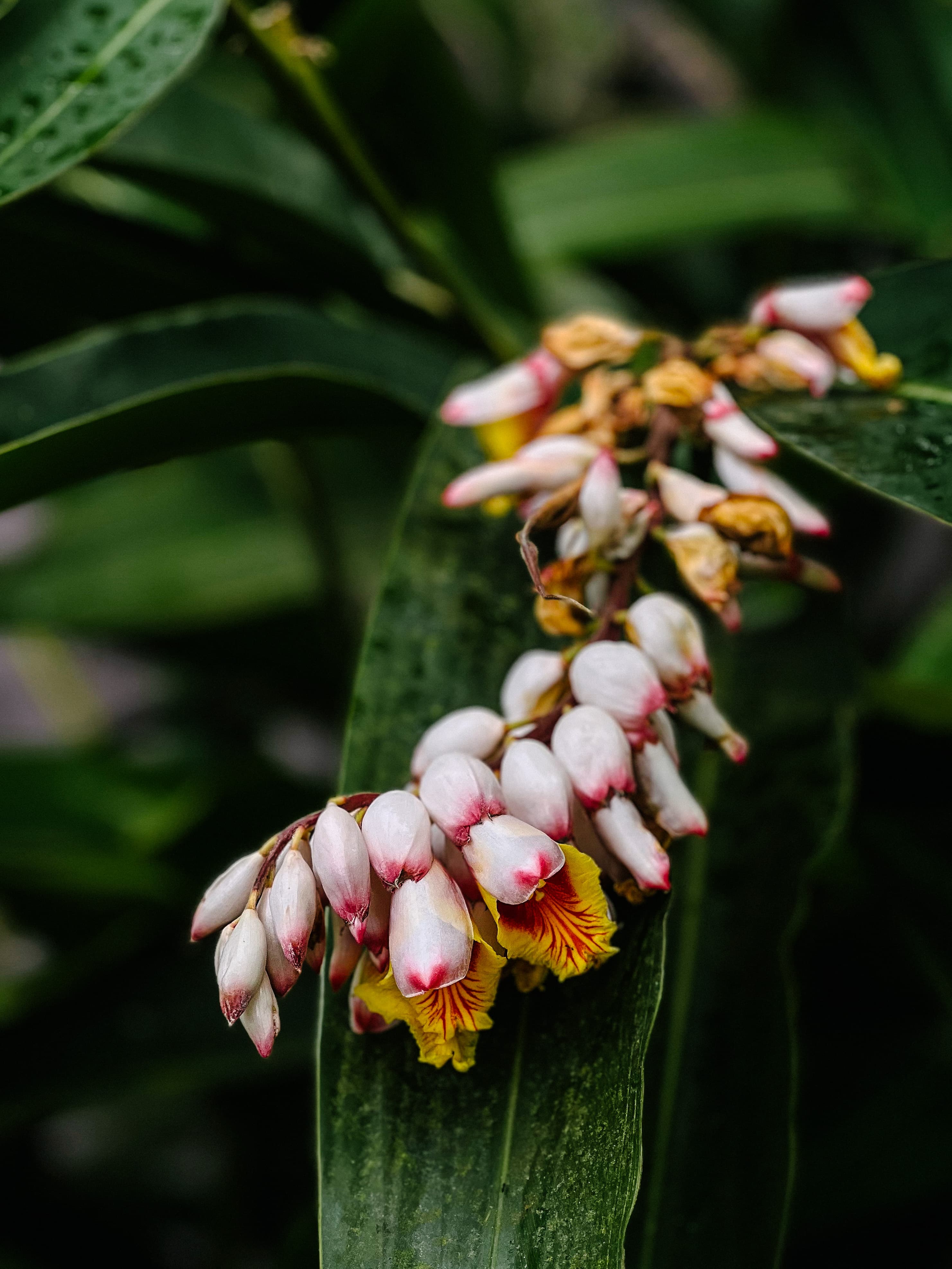 Close-up of a tropical plant with beautiful flowers, blurred green background