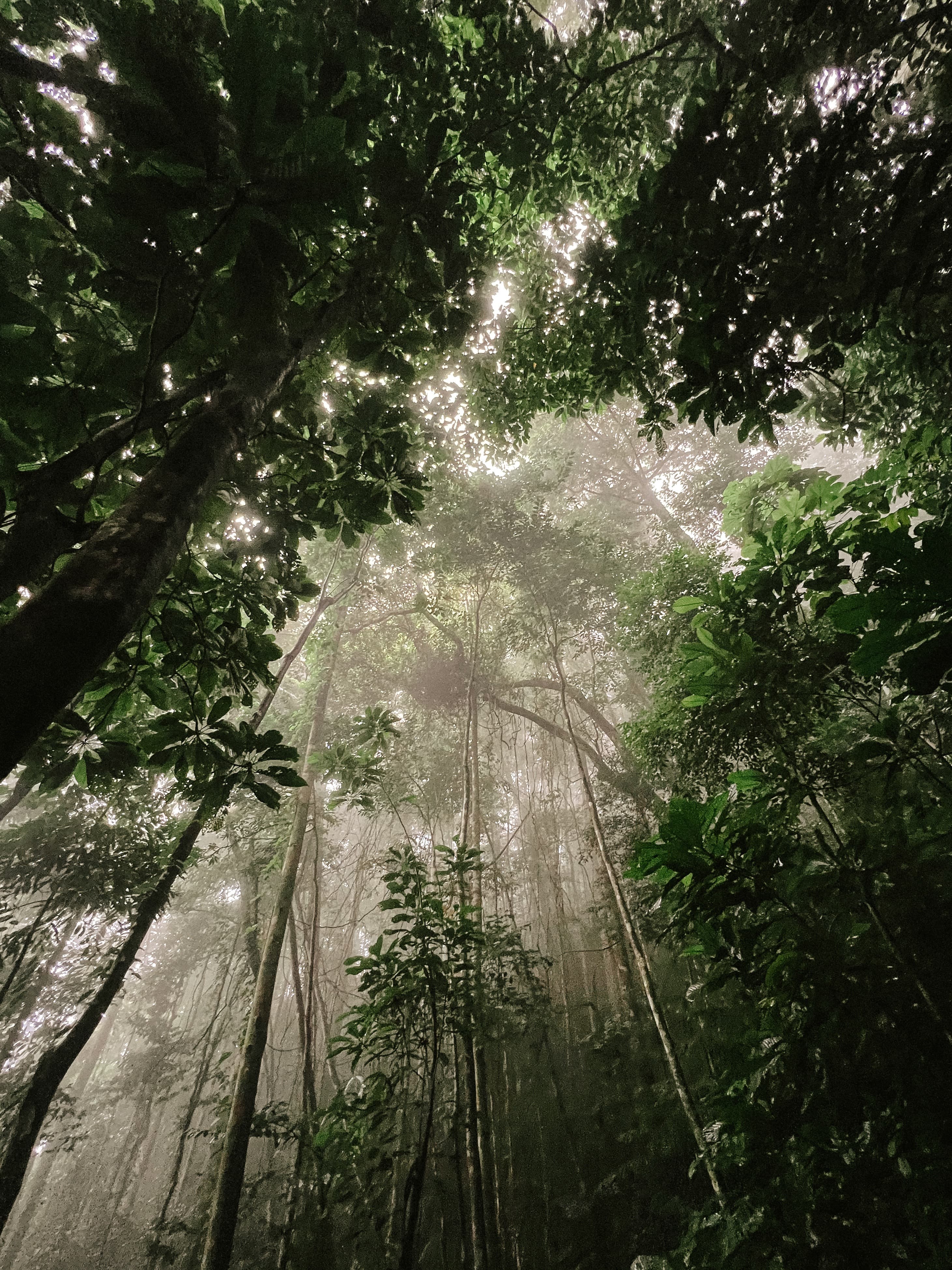 Vista de baixo para cima nas densas copas da selva com luz difusa e árvores imponentes